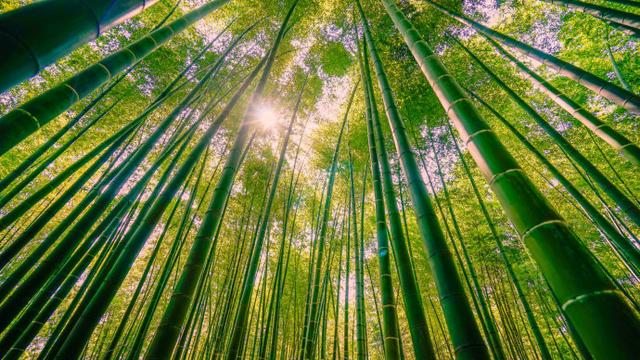 蜀南竹海風景